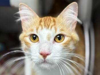 Jeremy -  Domestic Medium Hair Cat for Adoption in Portland, Oregon - Jeremy | PetCurious