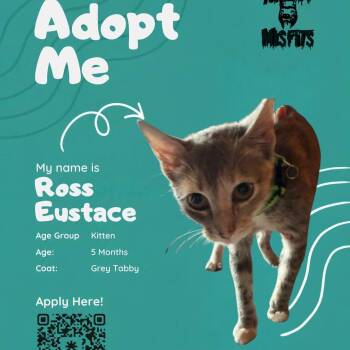 Ross Eustace -  Domestic Short Hair Cat for Adoption in Oklahoma City, Oklahoma - Ross Eustace | PetCurious
