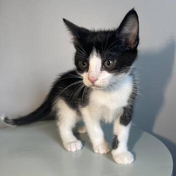 Domestic Short Hair Cats Available for Adoption in Brownsboro, Alabama - Jellybean | PetCurious
