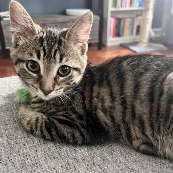 Bookay 56424 -  Domestic Short Hair Cat for Adoption in Eaton Rapids, Michigan - Bookay 56424 | PetCurious