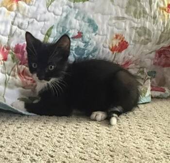 June Bug -  Domestic Short Hair Cat for Adoption in Salt Lake City, Utah - June Bug | PetCurious