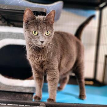 Dawn -  Domestic Short Hair Cat for Adoption in Toms Brook, Virginia - Dawn | PetCurious