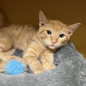 Buckaroo 54552 -  Domestic Short Hair Cat for Adoption in Las Vegas, Nevada - Buckaroo 54552 | PetCurious