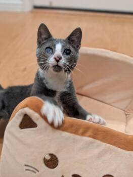 Tapioca -  Domestic Short Hair Cat for Adoption in Fremont, California - Tapioca | PetCurious