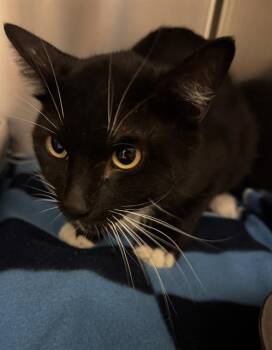 A123228 -  Domestic Short Hair Cat for Adoption in West Valley City, Utah - A123228 | PetCurious