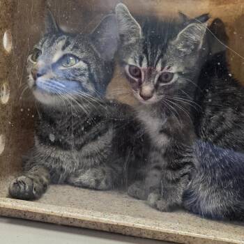 Almond -  Domestic Short Hair Cat for Adoption in Philadelphia, Pennsylvania - Almond | PetCurious