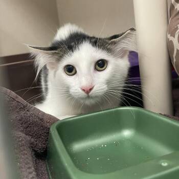Gigi -  Domestic Medium Hair Cat for Adoption in Mentor, Ohio - Gigi | PetCurious