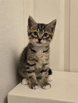 GRETA -  Domestic Short Hair Cat for Adoption in Tustin, California - GRETA | PetCurious