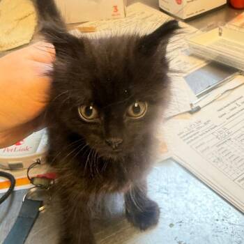 TUSC-Stray-85160 -  Domestic Medium Hair Cat for Adoption in Tuscaloosa, Alabama - TUSC-Stray-85160 | PetCurious