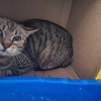 Domestic Short Hair Cats Available for Adoption in Starkville, Mississippi - Tulip | PetCurious
