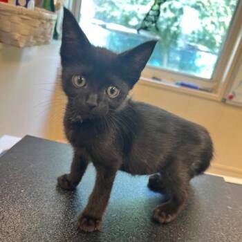 Ice King -  Domestic Short Hair Cat for Adoption in Lake Panasoffkee, Florida - Ice King | PetCurious
