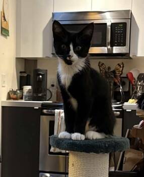 Molly -  Domestic Short Hair Cat for Adoption in Gladstone, Oregon - Molly | PetCurious