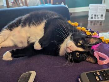 Rescue Domestic Short Hair Cats for Adoption in Melrose, Massachusetts - Tux | PetCurious