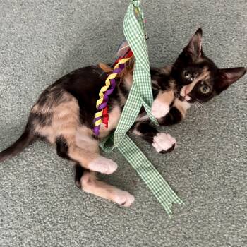 Domestic Short Hair Cats Available for Adoption - Arctic Freeze | PetCurious