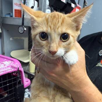 Regina -  Domestic Short Hair Cat for Adoption in Lake Jackson, Texas - Regina | PetCurious