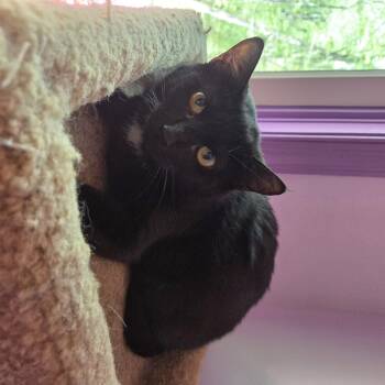 Domestic Short Hair Cats Available for Adoption - Solei | PetCurious