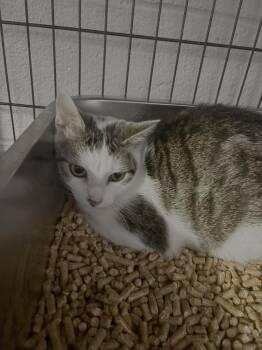 Domestic Short Hair Cats Available for Adoption - Xala | PetCurious