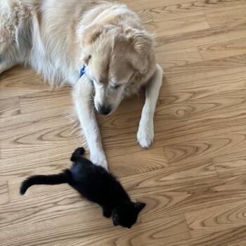 Zaza -  Domestic Short Hair Cat for Adoption in Salisbury, Massachusetts - Zaza | PetCurious