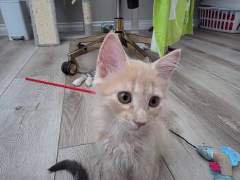 Tiger Eye Summergarden -  Domestic Medium Hair Cat for Adoption in Chandler, Arizona - Tiger Eye Summergarden | PetCurious