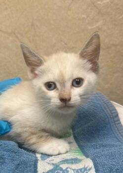Winter -  Domestic Short Hair Cat for Adoption in Honolulu, Hawaii - Winter | PetCurious