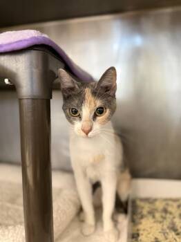 Domestic Short Hair Cats Available for Adoption in Houston, Texas - PIPPER | PetCurious