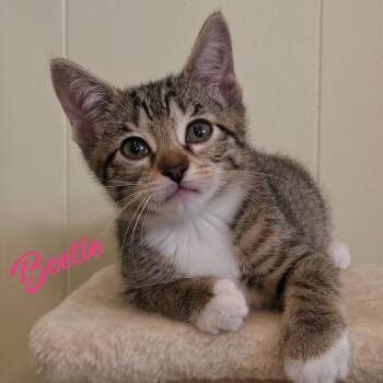 Beetle #bonded-to-Cricket -  Tabby and Domestic Short Hair Cat for Adoption in Houston, Texas - Beetle #bonded-to-Cricket | PetCurious