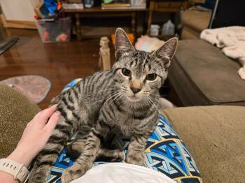 Domestic Short Hair Cats Available for Adoption in Windsor, Connecticut - 93-Sasha Clawby In Foster | PetCurious