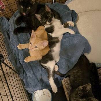 Solan -  Domestic Short Hair Cat for Adoption in Edmond, Oklahoma - Solan | PetCurious