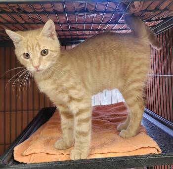 Cheeto -  Domestic Short Hair Cat for Adoption in Clayton, New Jersey - Cheeto | PetCurious