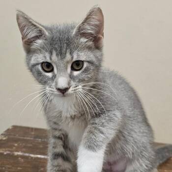 York -  Domestic Short Hair Cat for Adoption in Cumming, Georgia - York | PetCurious