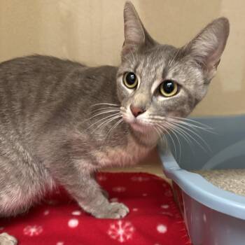 Effie -  Domestic Short Hair Cat for Adoption in Evanston, Illinois - Effie | PetCurious