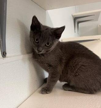 Russian Blue Cats Available for Adoption in Parlier, California - Kai 27851 | PetCurious