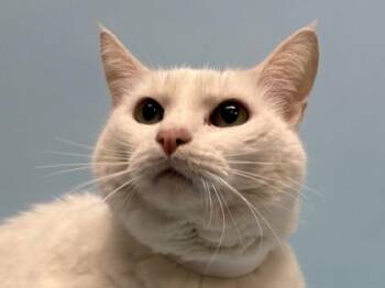 Nilly -  Domestic Short Hair Cat for Adoption in Golden Valley, Minnesota - Nilly | PetCurious