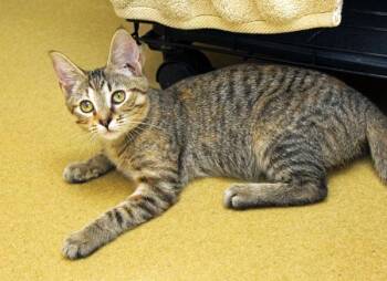 Brandy -  Domestic Short Hair Cat for Adoption in Mansfield, Massachusetts - Brandy | PetCurious