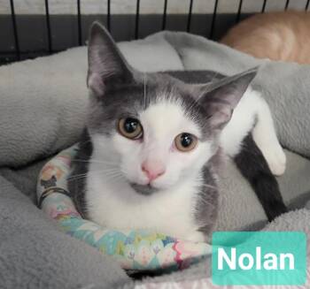 Nolan -  Domestic Short Hair Cat for Adoption in Richmond, Indiana - Nolan | PetCurious