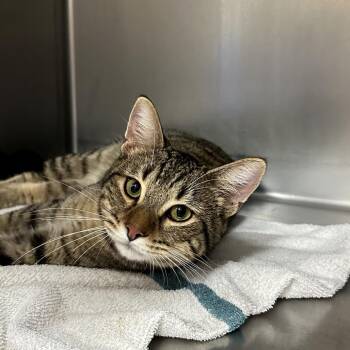 Domestic Short Hair Cats Available for Adoption in Goleta, California - Fire | PetCurious