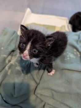 Sherman -  Domestic Short Hair Cat for Adoption in Hartsville, South Carolina - Sherman | PetCurious