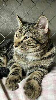 Rescue Domestic Short Hair Cats for Adoption in Beattie, Kansas - Tina And Alvin | PetCurious