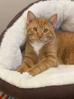 Domestic Short Hair Cats Available for Adoption - Percy | PetCurious