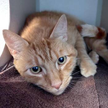 Tigris -  Domestic Short Hair Cat for Adoption in Providence, Rhode Island - Tigris | PetCurious