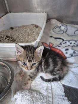 Toonz (L580 K2) -  Domestic Short Hair Cat Available for Adoption in Pahrump, Nevada - Toonz (L580 K2) | PetCurious