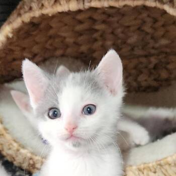 Ruby -  Domestic Short Hair Cat for Adoption in Baker City, Oregon - Ruby | PetCurious