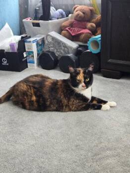 Yasmeen -  Domestic Short Hair Cat for Adoption in Rockaway, New Jersey - Yasmeen | PetCurious