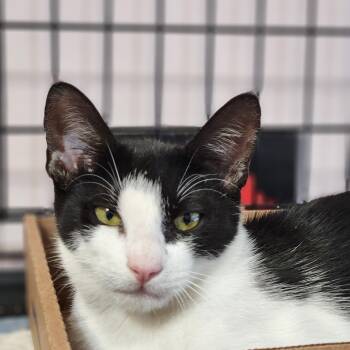 Bobbie -  Domestic Short Hair Cat for Adoption in Sudbury, Massachusetts - Bobbie | PetCurious