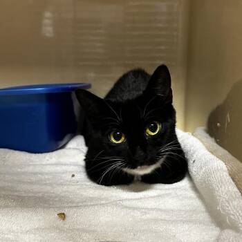 Kristie -  American Shorthair Cat for Adoption in Blue Ridge, Georgia - Kristie | PetCurious