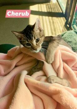 Rescue American Shorthair and Tabby Cats for Adoption in Lakeland, Florida - Cherub | PetCurious