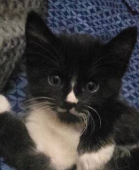 Tux - Hocus Pocus litter -  Tuxedo Cat for Adoption in Anthem, Arizona - Tux - Hocus Pocus Litter | PetCurious