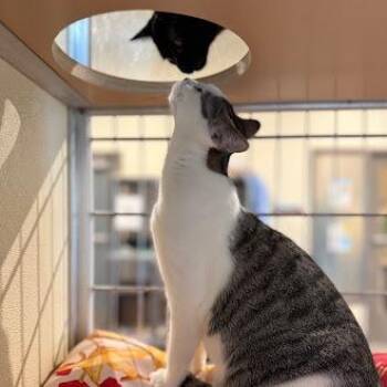 Domestic Short Hair Cats Available for Adoption in Roanoke, Virginia - Sweet Tart | PetCurious