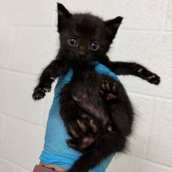 Cheddar -  Domestic Short Hair Cat for Adoption in Edinburg, Texas - Cheddar | PetCurious