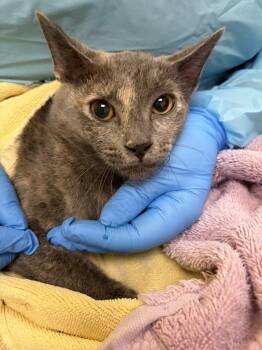 Miss. Marple -  Domestic Short Hair Cat for Adoption in Raleigh, North Carolina - Miss. Marple | PetCurious